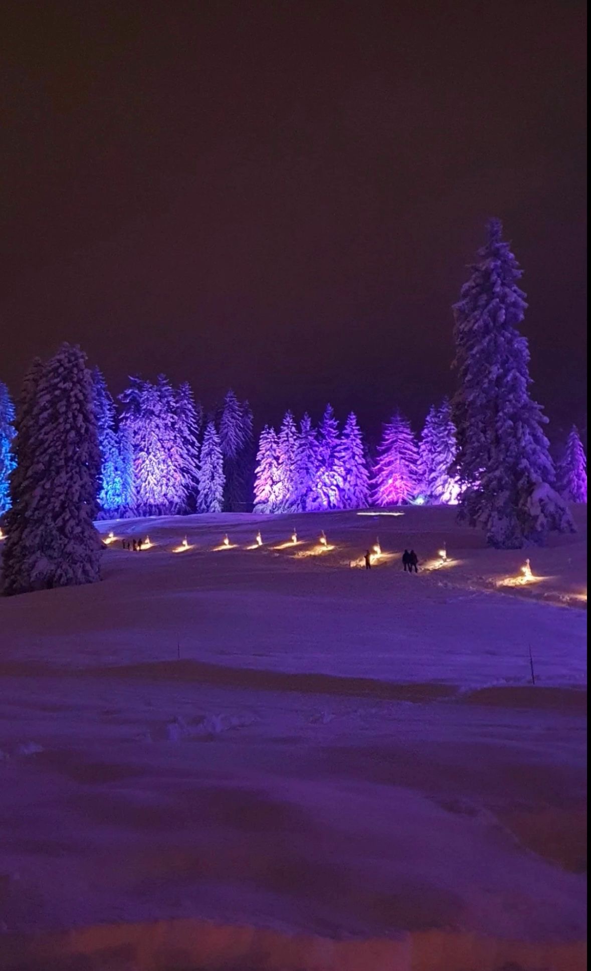 Sapins illuminés la nuit en hiver